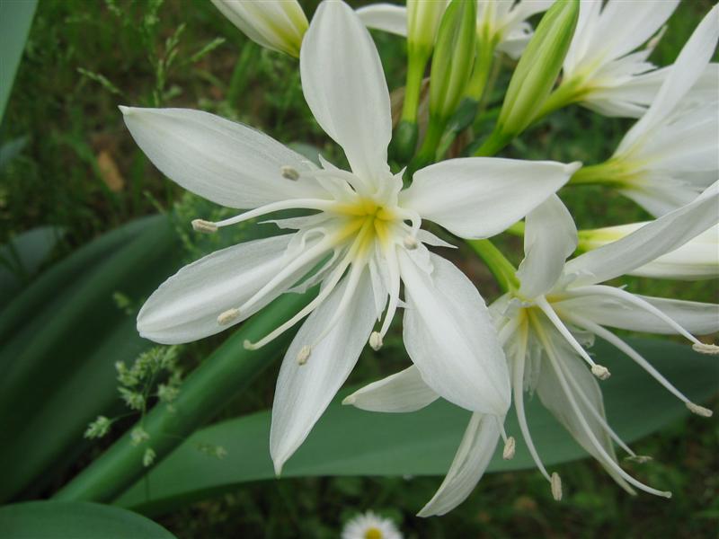 giglio bianco