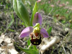 Ophrys apifera Hudson