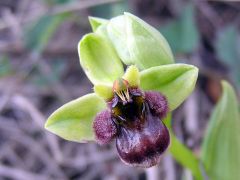 Ophrys bombyliflora Link