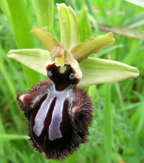 Ophrys incubacea subsp. incubacea Bianca - Ophrys incubacea subs0p. incubacea  Bianca - AMINT APS - Funghi in Italia - Fiori in Italia - Forum Micologia e  Botanica