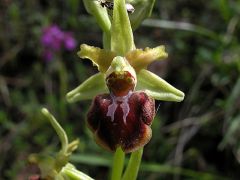 Ophrys sphegodes Miller            