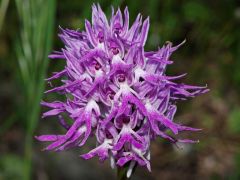 Orchis italica Poiret