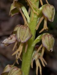 Orchis anthropophora (L.) Allioni