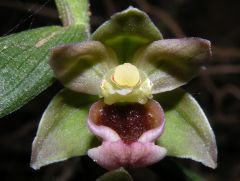 Epipactis helleborine (L.) Cranz subsp. tremolsii (Pau) E. K