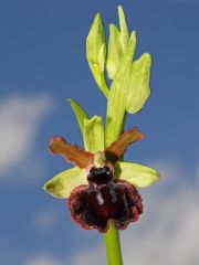 Ophrys passionis subsp. passionis Sennen ex Devillers-Tersch. & Devillers