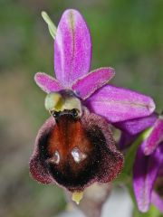 Ophrys argolica subsp. biscutella (O. Danesch & E. Danesch) Kreutz