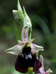 Ophrys holosericea subsp. chestermanii J.J. Wood
