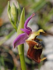 Ophrys holosericea subsp. apulica (O. Danesch & E. Danesch) Buttler