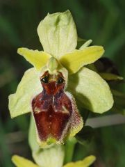 Ophrys exaltata Ten. Subsp. archipelagi (Golz & H. R. Re