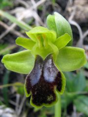 Ophrys ortuabis M.P. Grasso & L. Manca