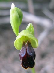 Ophrys fusca subsp. ortuabis (M.P. Grasso & L. Manca) Kreutz