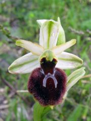 Ophrys sphegodes Mill. subsp. praecox Corrias 