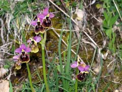 Ophrys x montis-angeli O. Danesch & E. Danesch  