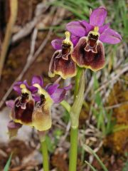 Ophrys x montis-angeli O. Danesch & E. Danesch  