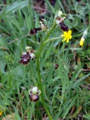 Ophrys speculum Link x ophrys sphegodes Miller