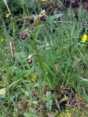 Ophrys speculum Link x ophrys sphegodes Miller