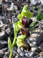 Ophrys fusca subsp. lucifera (Devillers Tersch. & Devillers) Kreutz