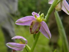 Ophrys apifera var. tilaventina Nonis & Liverani