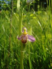 Ophrys apifera var. tilaventina Nonis & Liverani