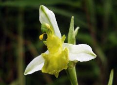 Ophrys apifera var. chlorantha (Hegetschw.) Arcang.