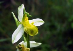 Ophrys apifera var. chlorantha (hegetschw.) Arcang.