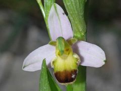 Ophrys apifera var. bicolor (Nageli) E. Nelson (H. & H.