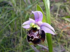 Ophrys holosericea subsp. linearis (Moggr.) Kreutz