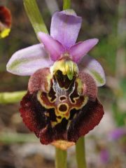 Ophrys holosericea ssp. Dinarica (R. Kranjcev & P. Delfo