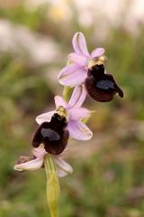 Ophrys x lupiae O. Danesch & E. Danesch