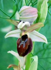 Ophrys exaltata subsp. exaltata Ten.