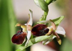 Ophrys exaltata subsp. exaltata Ten.