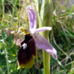 Ophrys lunulata Parl.