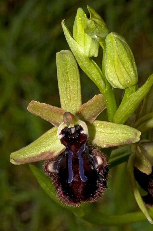 Ophrys incubacea subsp. incubacea Bianca - Ophrys incubacea subs0p. incubacea  Bianca - AMINT APS - Funghi in Italia - Fiori in Italia - Forum Micologia e  Botanica