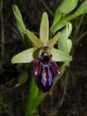 Ophrys incubacea subsp. incubacea Bianca