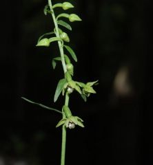 Epipactis persica subsp. gracilis (B. Baumann & H. Baumann) W. Rossi