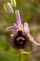 Ophrys argolica subsp. biscutella (O. Danesch & E. Danesch) Kreutz