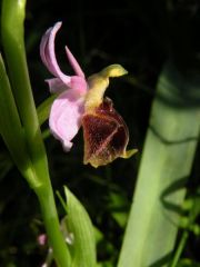 Ophrys panattensis Scrugli, Cogoni & Pessei