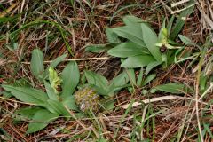 Ophrys sphegodes subsp. massiliensis (Viglione & Vèla) K