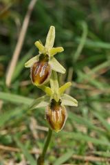 Ophrys exaltata subsp. arachnitiformis (Gren. & Philippe) Del Prete