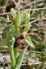 Ophrys exaltata subsp. arachnitiformis (Gren. & Philippe) Del Prete