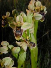 Ophrys x sommieri E. G. Camus ex Cortesi