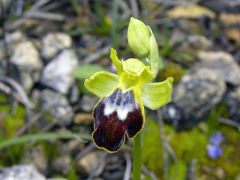 Ophrys fusca subsp. lucifera (Devillers Tersch. & Devillers) Kreutz