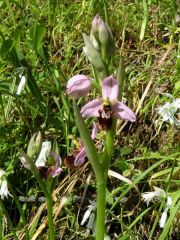 Ophrys x domus-maria M.P. Grasso