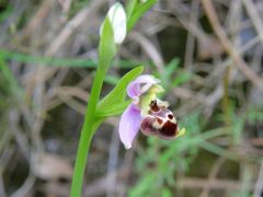 Ophrys scolopax subsp. santonica (J.M. Mathè & Melki) R. Engel & Pierre Quentin