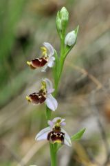 Ophrys scolopax subsp. santonica (J.M. Mathè & Melki) R.