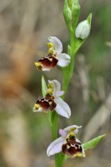 Ophrys scolopax subsp. santonica (J.M. Mathè & Melki) R.