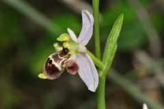 Ophrys scolopax subsp. santonica (J.M. Mathè & Melki) R. Engel & Pierre Quentin