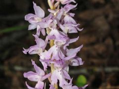 Orchis mascula subsp. mascula (L.) L.