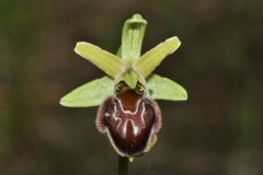 Ophrys argentaria Devillers-tersch. & Devillers