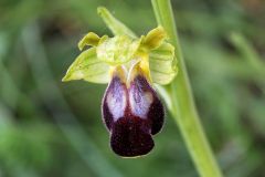 Ophrys fusca subsp. lucana (P. Delforge, Devillers-Tersch. & Devillers) Kreutz